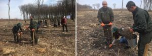 На Буковині висаджують ліси за передовими технологіями